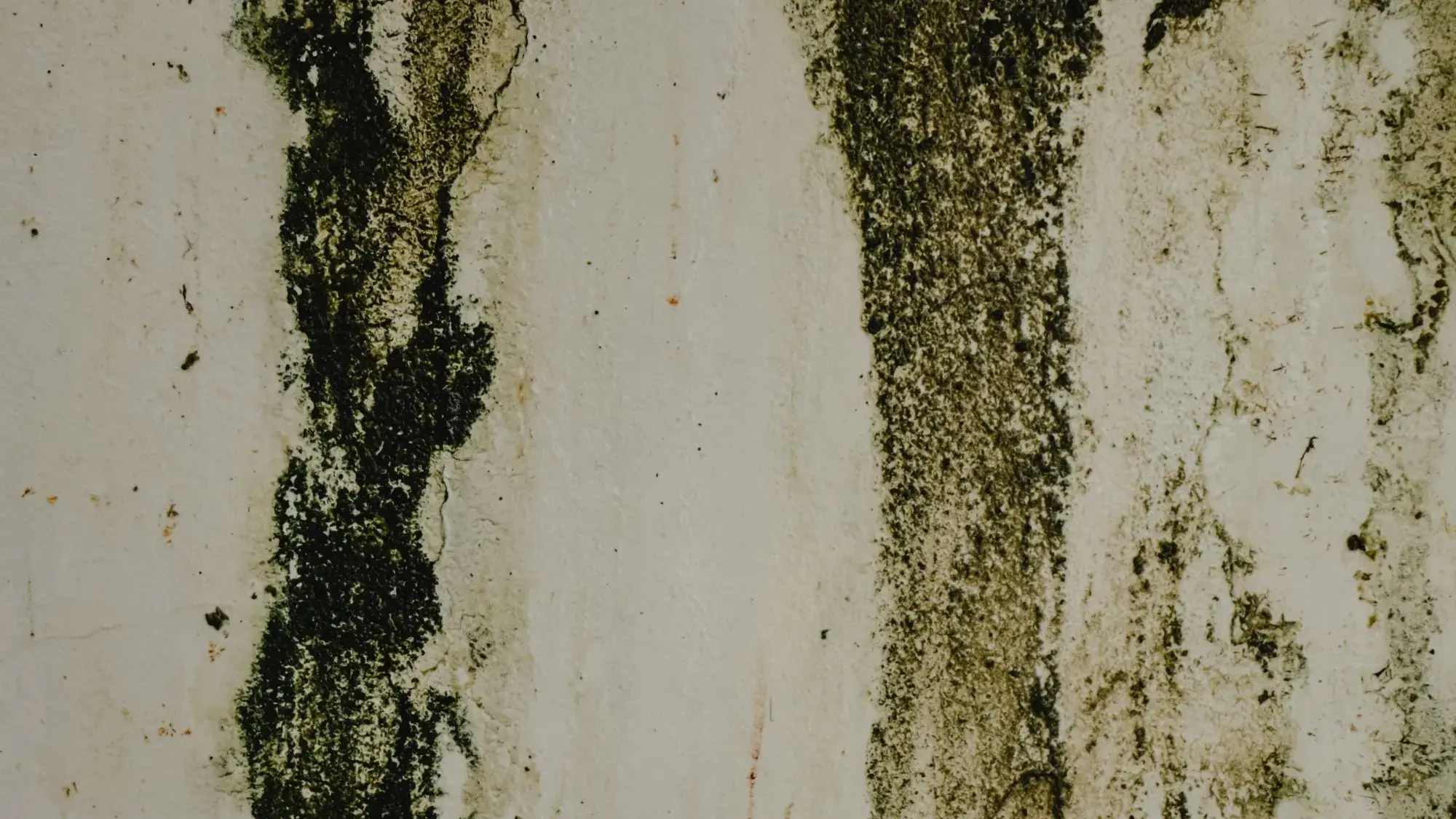 Dark mold growth in streaks down a stained white wall