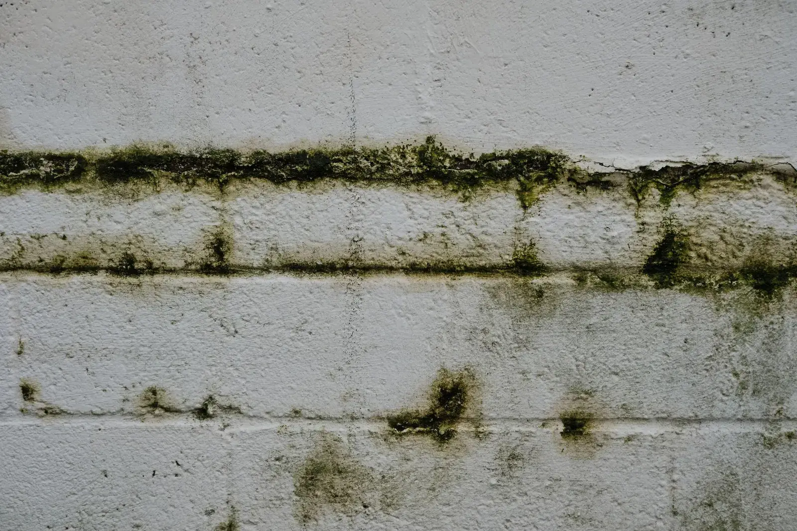 Dark mold growing in lines along a painted block wall