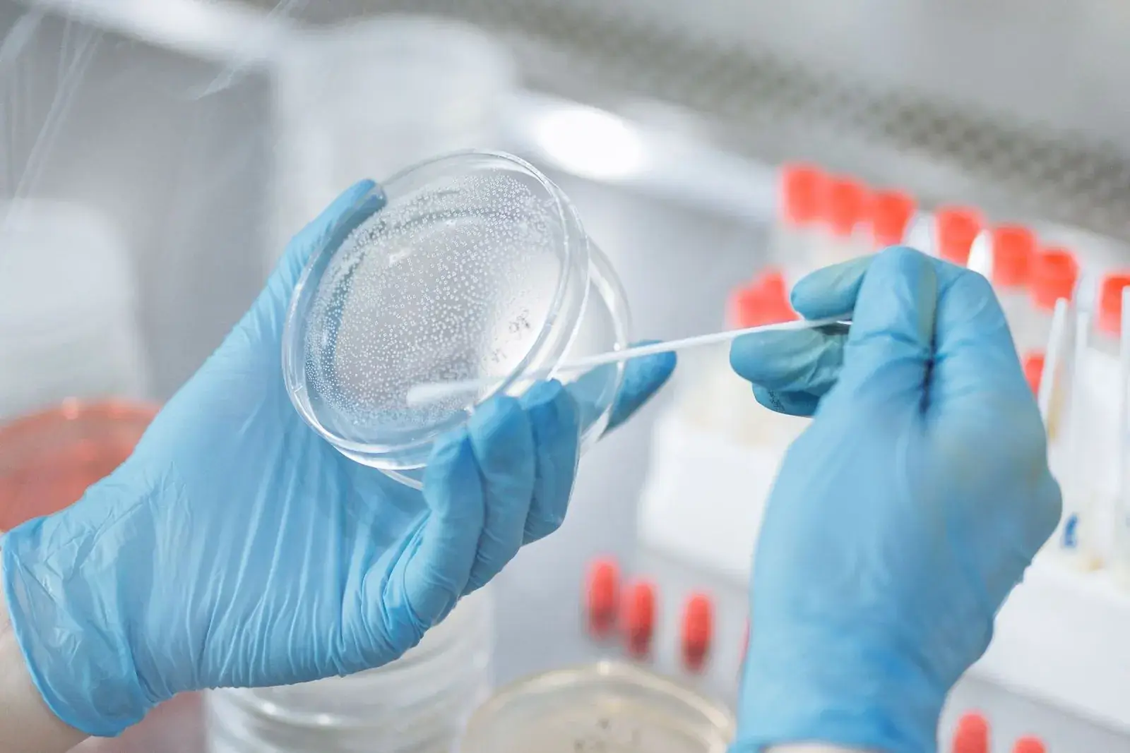 Gloved hands taking a swab sample above a petri dish in a laboratory